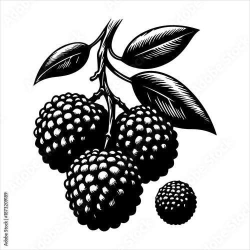 Blackberry branch with ripe blackberries and leaves on a white background in a detailed illustration.