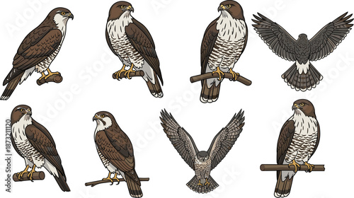 Hawk illustrations, bird poses, perched raptors, flying hawks, wildlife drawing, detailed feathers, ornithology art, nature study, falcon sketch, bird anatomy