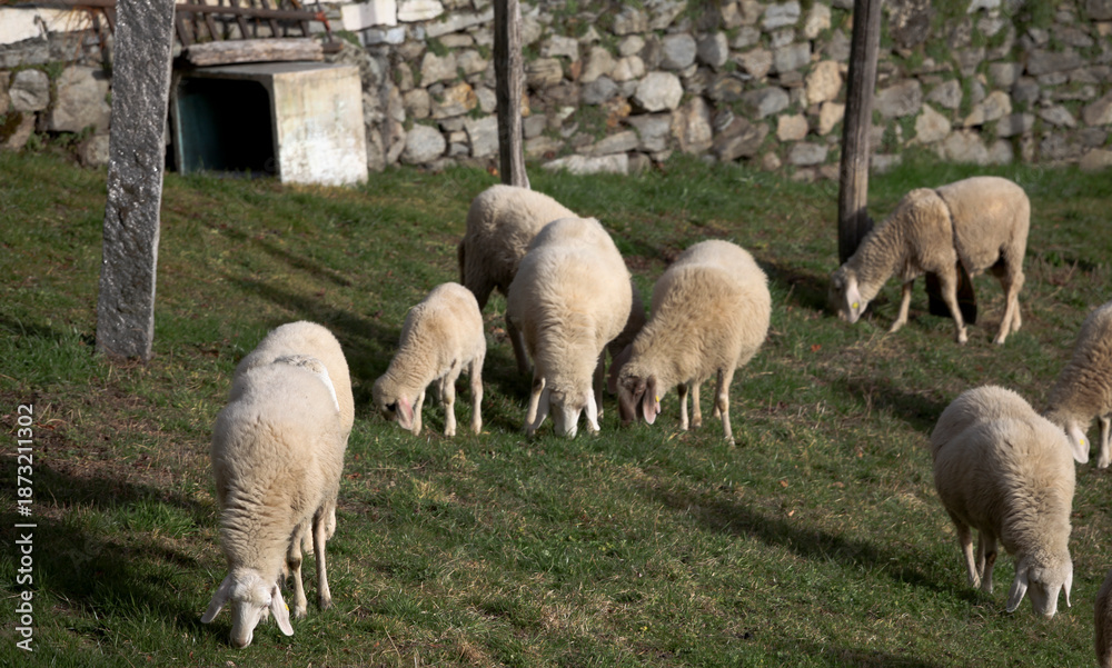Fototapeta premium Paesi e animali di montagna