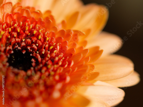 Detailed macro view of an orange gerbera daisy with layered petals and a rich textured center, bathed in warm natural light and soft bokeh background.