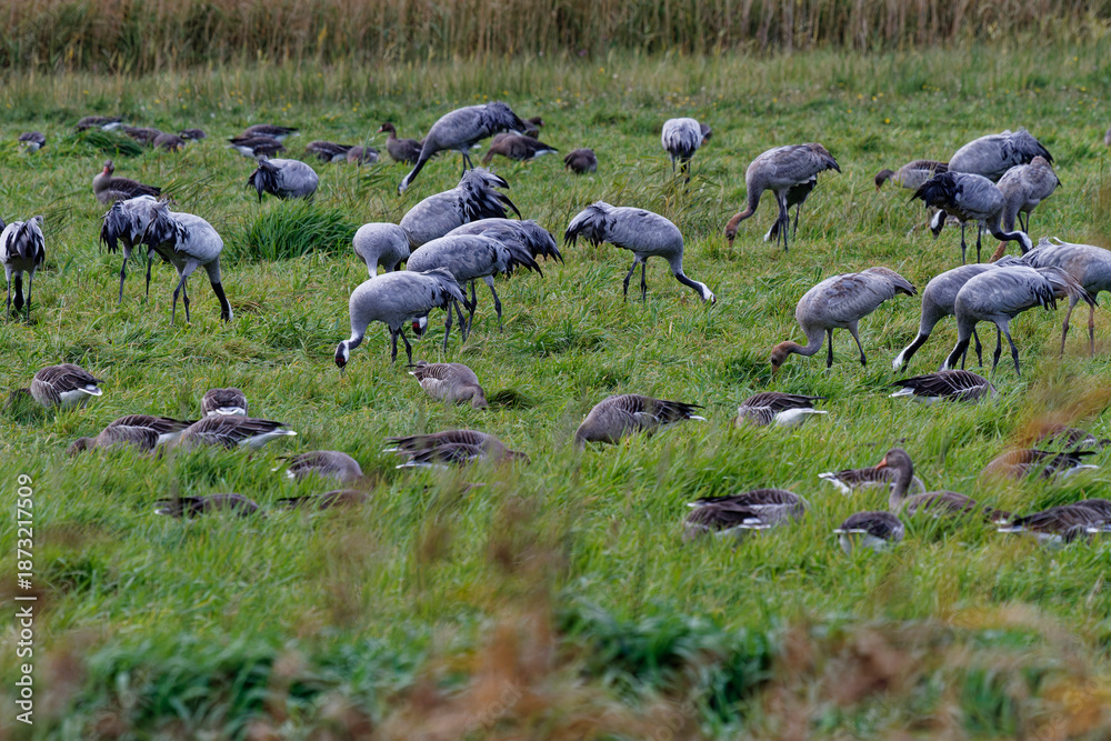 Fototapeta premium Kranich, Grus grus, Grauer Kranich, Eurasischer Kranich