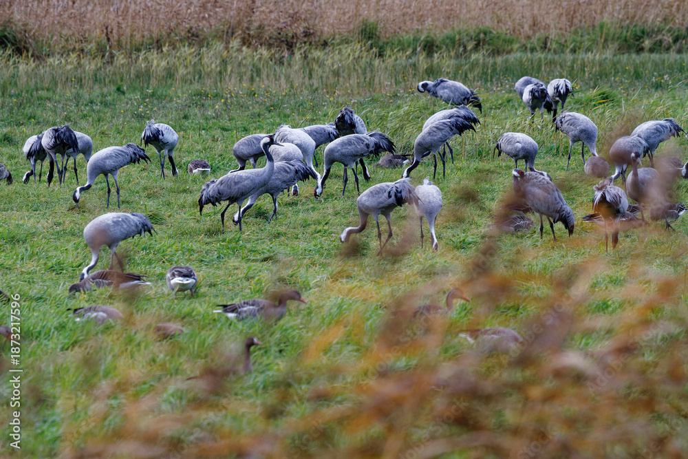 Obraz premium Kranich, Grus grus, Grauer Kranich, Eurasischer Kranich