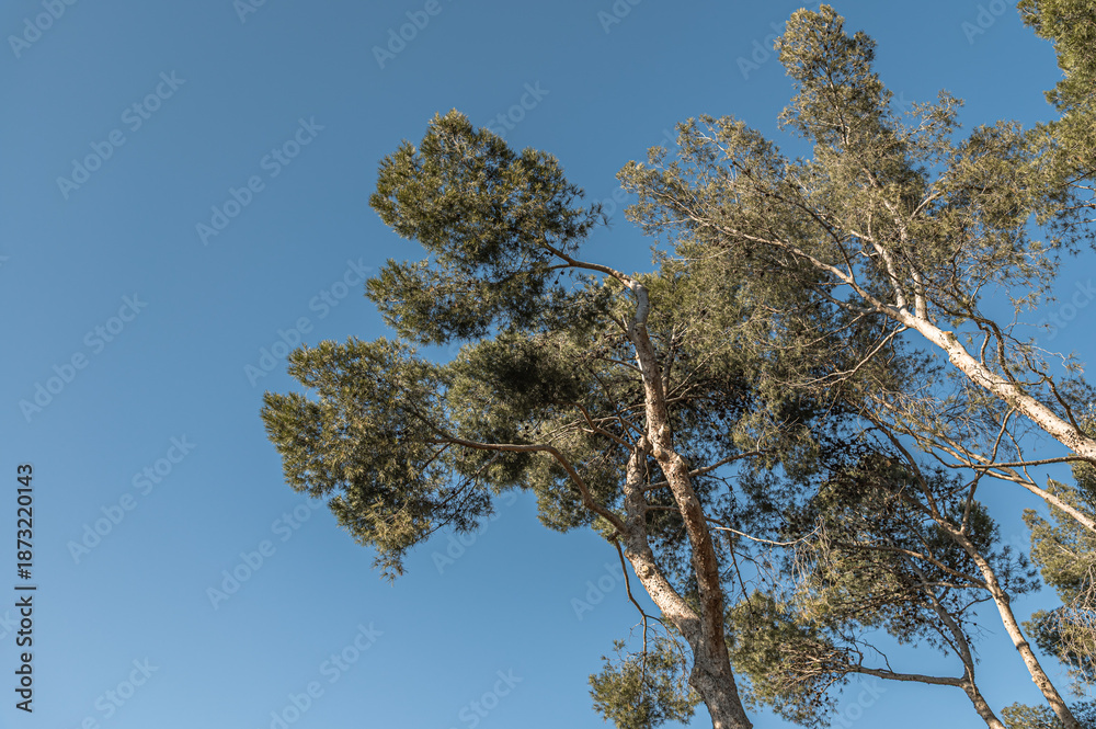 Obraz premium View of stone pine trees