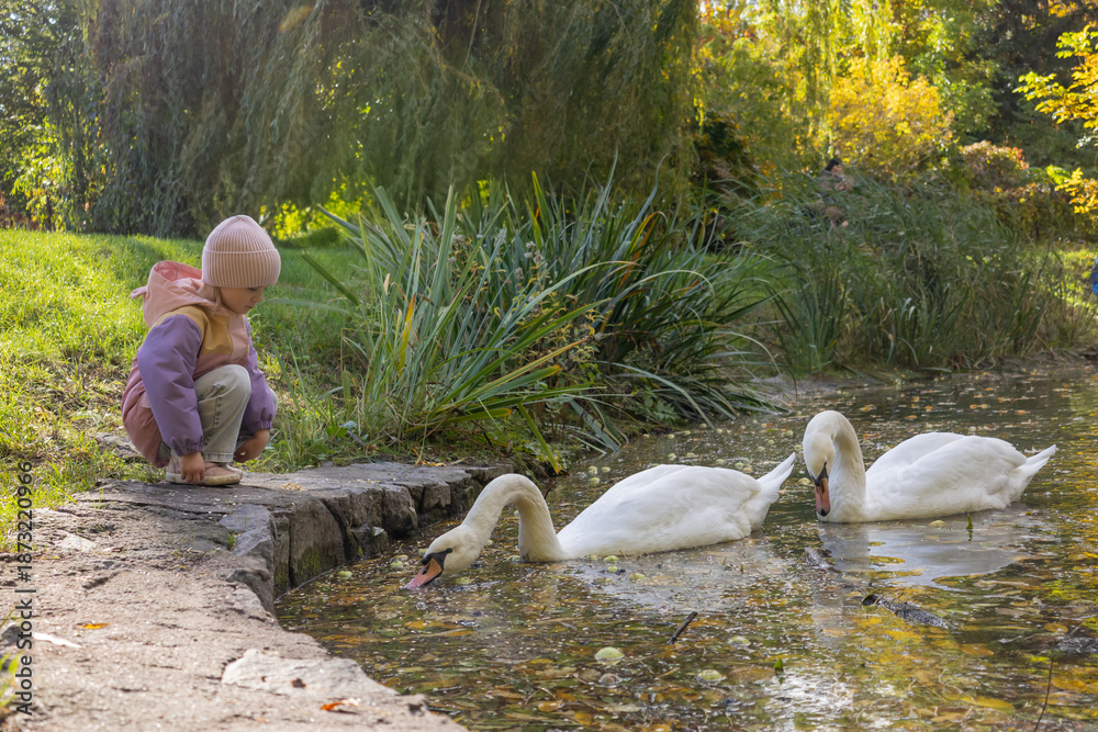custom made wallpaper toronto digitalLittle girl feeding white swans and ducks in a beautiful autumn park by the pond