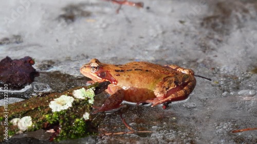 Grasfrosch (Rana temporaria) auf zugefrorenem Weiher
