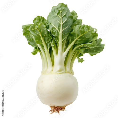 White Turnip With Green Leaves on Top Placed on a White Background