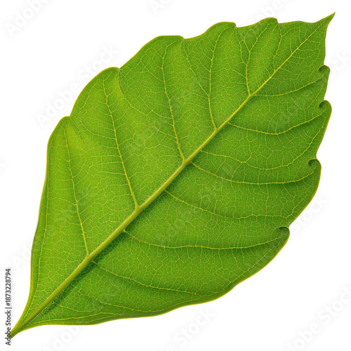 Green Leaf From a Plant With Distinct Veins and Texture Shown Against a White...