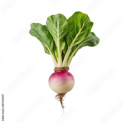 Round Turnip With Green Leaves Shows Fresh Vegetable on Plain Background