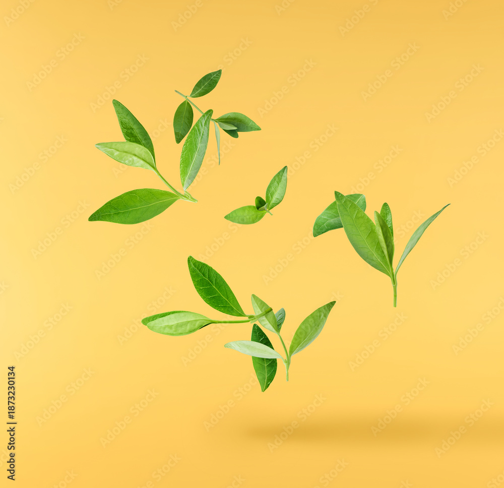 Fototapeta premium Fresh green rosemary herb falling in the air isolates on yellow background