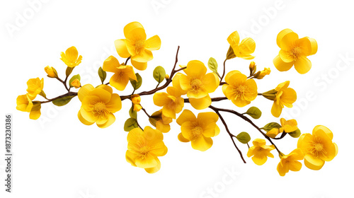 Yellow spring blossoms branch isolated on transparent background Remove png, Clipping Path, pen tool