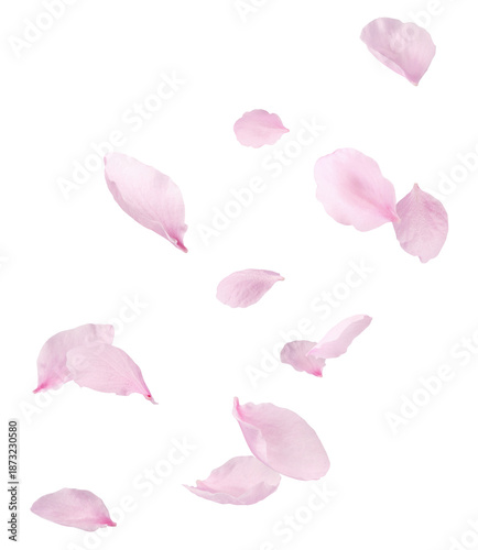 Beautiful pink peach petals falling in the air isolated on white background