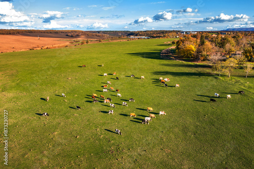 Aerial drone view of free grazing cows on a natural pastureland. Dairy farm. Growing livestock.