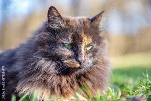 Portrait of a Fluffy Tortoiseshell Cat with Green Eyes Resting on Green Grass