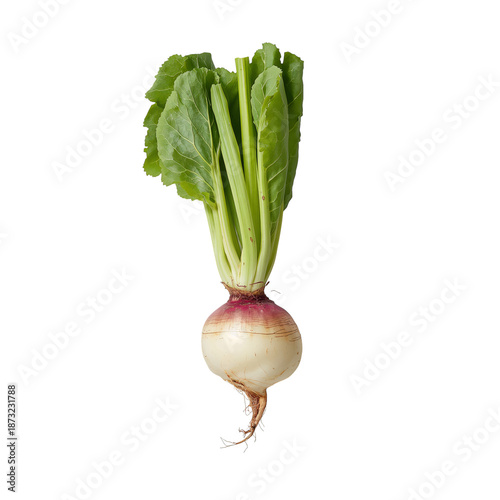 Harvesting Root Vegetables at a Garden in the Afternoon During Early Fall