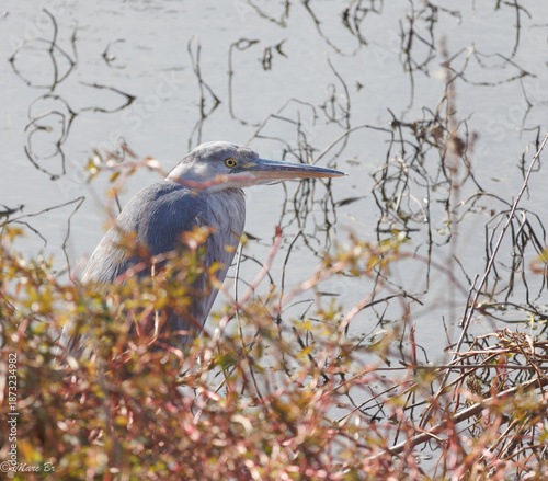 Wallpaper Mural Héron cendré perché dans les roseaux et son long bec Torontodigital.ca