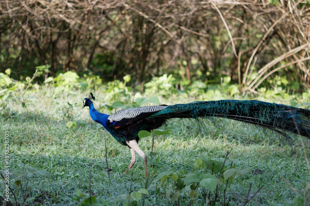 Obraz premium Peacock walks through green grass in a natural setting during daylight hours surrounded by bushes
