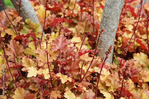 Staudenbeet mit Heuchera