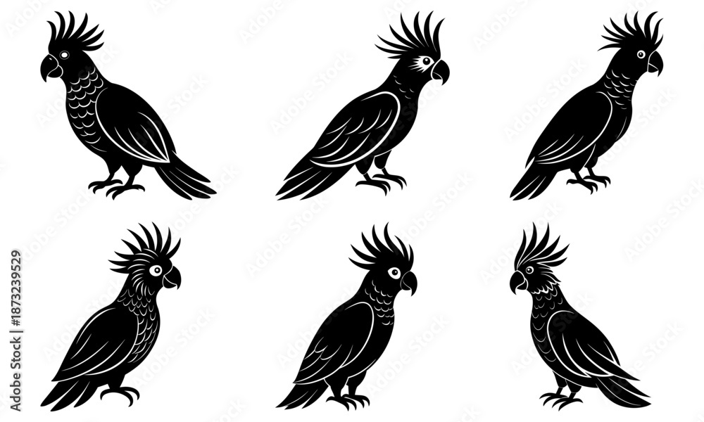 Obraz premium Five Black Cockatoo Birds Silhouettes on White Background