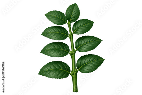 Green plant stem growing with vibrant leaves, symbolizing nature, freshness, organic growth, and botanical beauty on transparent background