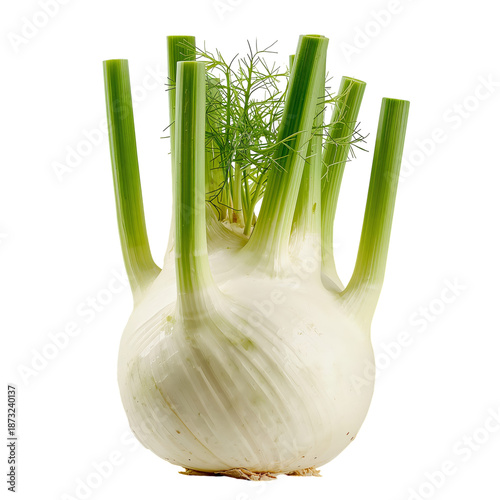 Fresh Fennel Bulb With Green Fronds Displayed on a White Background