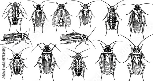 Cockroach insect illustration set vintage engraving style for pest control education biology study cad drawing flat vector illustration
