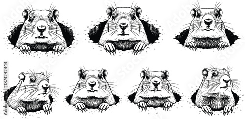 Groundhog, marmot, gopher, set, animal, wildlife, portrait, burrow, faces, expressions, line, art, black, white, sketch, cad, drawing, flat, vector, illustration