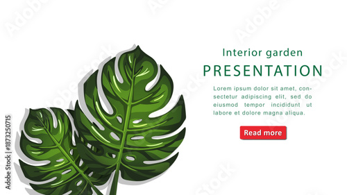 Creative drawn vector monstera leaves of vibrant green color isolated on white background. Minimalist interior plant concept or presentation cover. Clean modern banner with copy space.