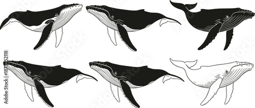 Whale, set, marine, mammal, ocean, wildlife, swimming, silhouettes, line, art, black, white, outline, nature, sea, cad, drawing, flat, vector, illustration