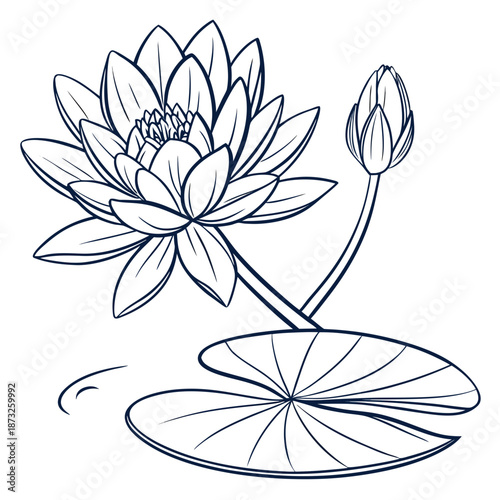 Water lily blooming on pond