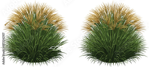 Ornamental Grass Vector Set with Green Foliage and Tan Plumes for Garden Design, Landscaping, Nature Illustration, and Botanical Use