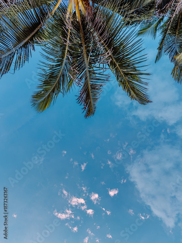Upward view of tropical palm tree fronds against a bright blue sky in Tulum, Mexico.