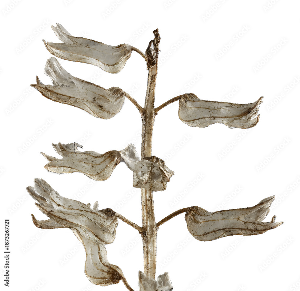 Fototapeta premium dead tree trunk isolated with transparent background