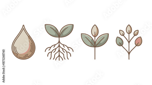 Seedling life cycle from seed to sprouting plant.