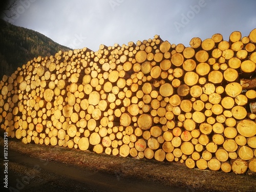 Holz, Bloch, Holzpreis, nutzholz, 