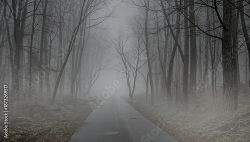 Fog Surrounds a Road in a Forest During Early Morning Hours