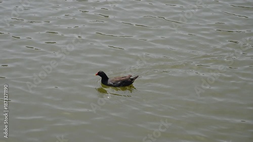 A common moorhen (gallinula chloropus) swinning in the lake.