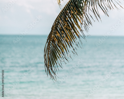 Palm frond arching over soft blue ocean in Tulum