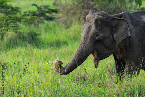 Elephant Safari in Wilpattu National Park in the north of Sri Lanka