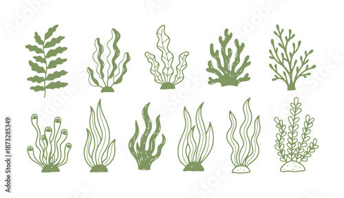 Hand Drawn Green Seaweed And Coral Illustration Set