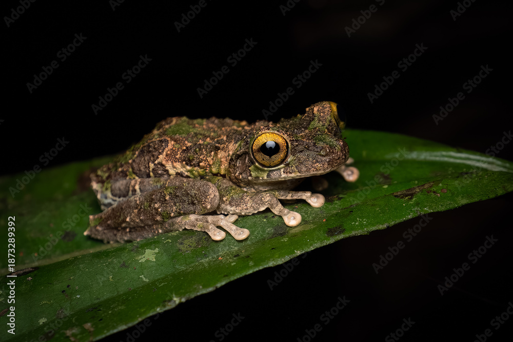 Obraz premium Close-up of a Helena's Treefrog (Osteocephalus helenae) on a leaf in the amazonian Jungle, Ecuador