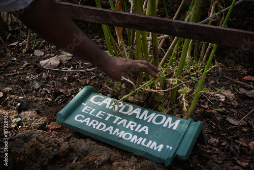 Cardamom at a Spice garden