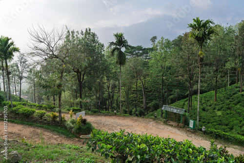 Tea Plantation in the heart of Sri Lanka near Kandy