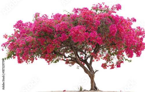 Beautiful bougainvillea tree with pink flowers growing in sand, isolated on a transparent background