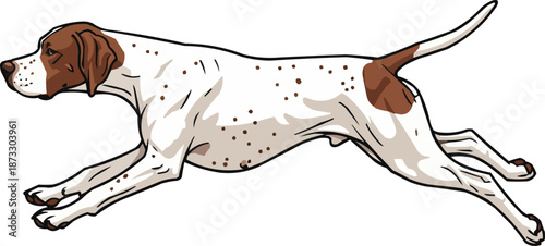 English Pointer Dog running energetic athletic hunting pose