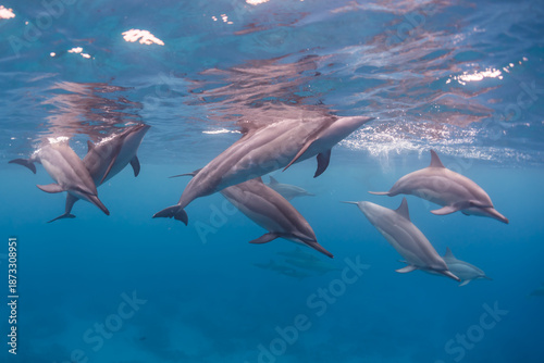Pod of spinner dolphins swimming and diving near surface of ocean in clear blue water