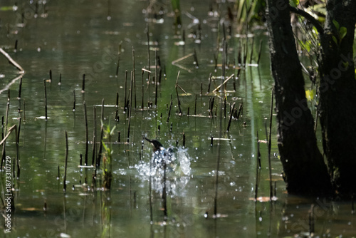 animals inside a pond full of reeds