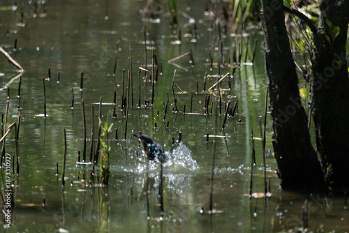 animals inside a pond full of reeds