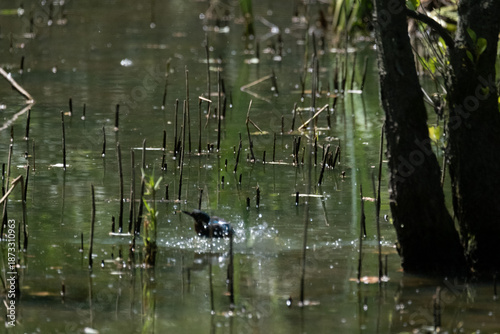 animals inside a pond full of reeds