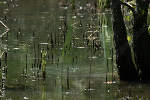 animals inside a pond full of reeds