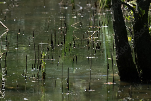 animals inside a pond full of reeds